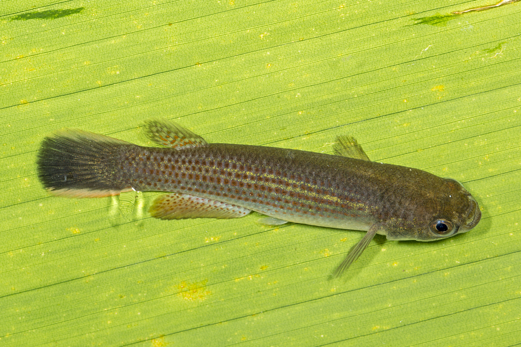 Rivulus de Hart (Anablepsoides hartii)