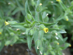 Mimetanthe pilosa