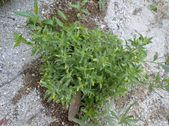 Mimetanthe pilosa