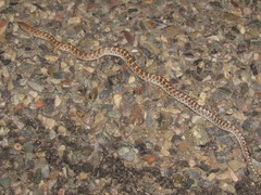 Arizona elegans philipi