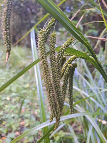 Carex geminata Schkuhr