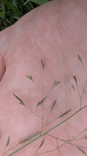 Image of Eragrostis leptostachya by (c) Alesha Teitzel, some rights reserved (CC BY)