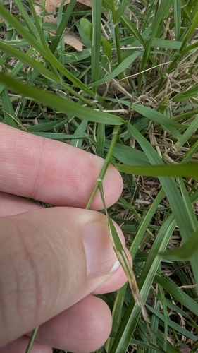 Image of Eragrostis leptostachya by (c) Alesha Teitzel, some rights reserved (CC BY)