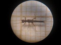 Tupiperla