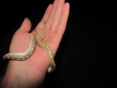 Arizona elegans philipi