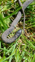 Clonophis kirtlandii