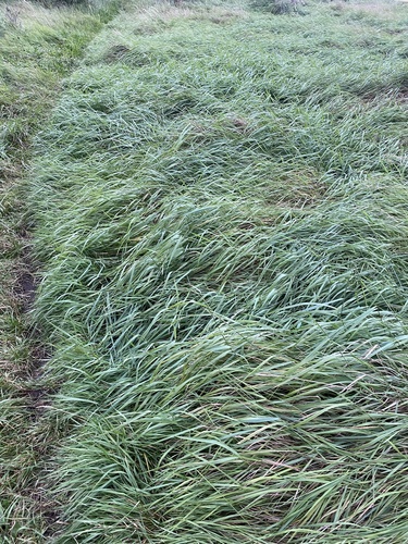 Elytrigia repens iNat (3)