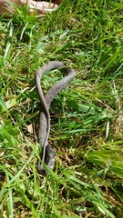 Clonophis kirtlandii