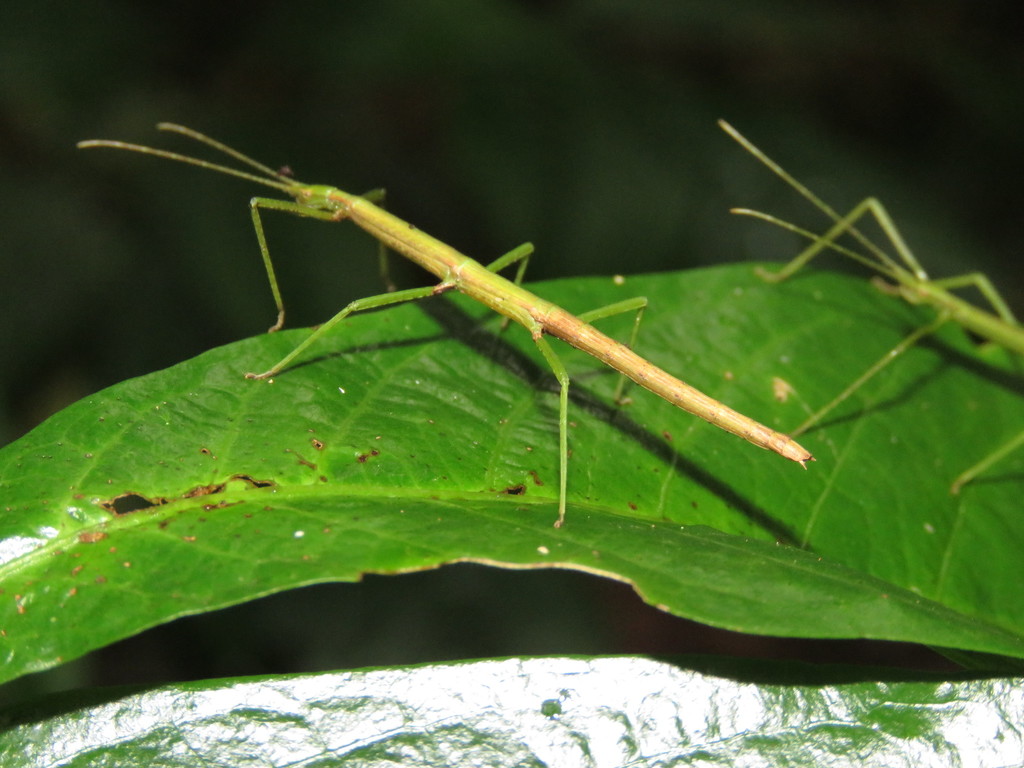 Exocnophila hastata