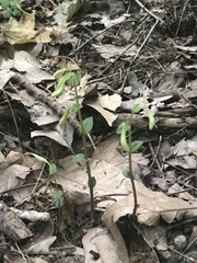 Triphora trianthophoros trianthophoros