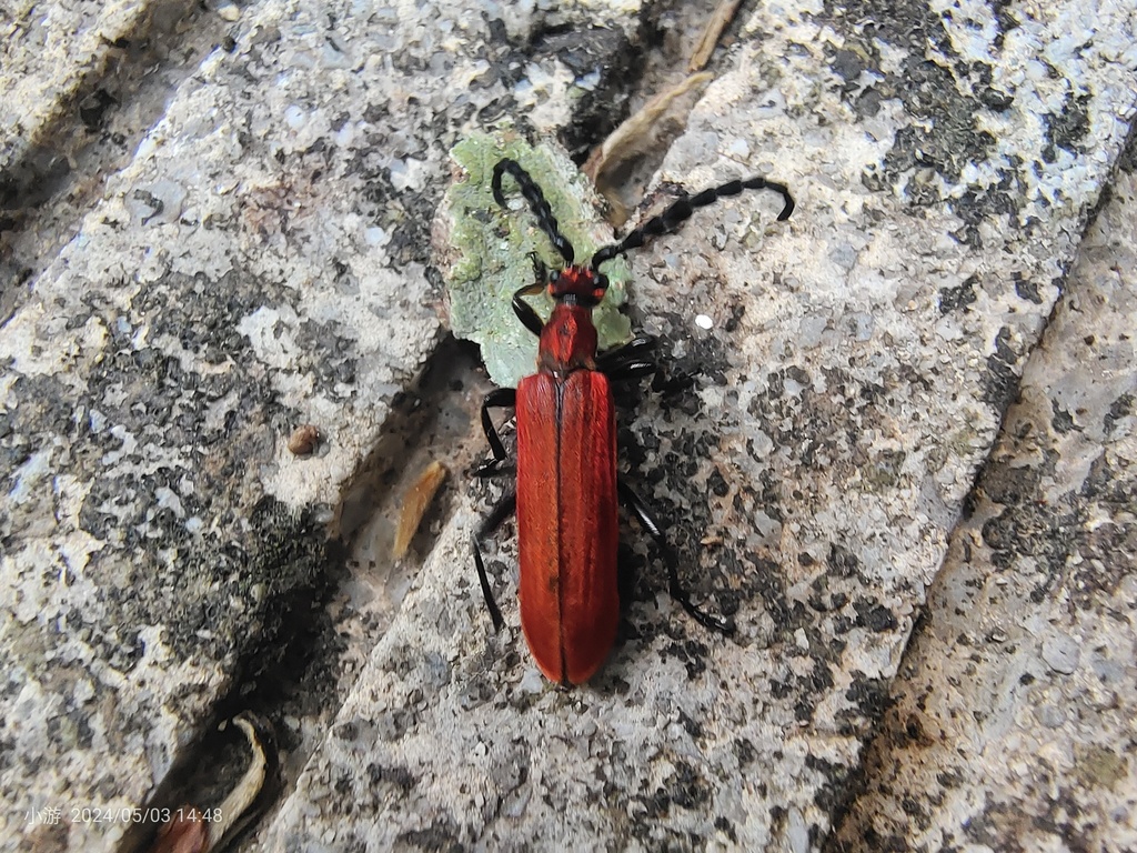 Corennys conspicua
