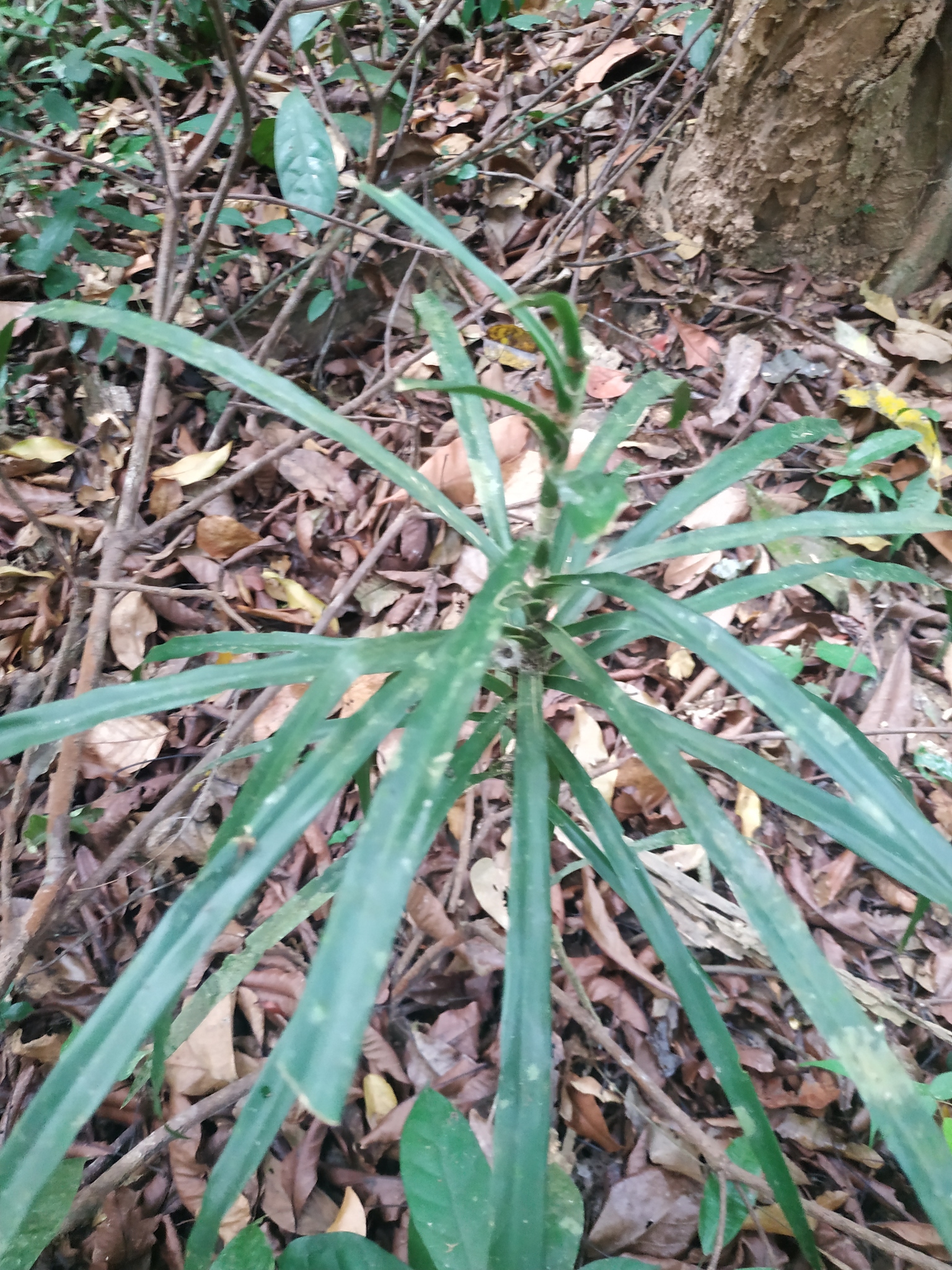 Dracaena angustifolia (Dracaena angustifolia)