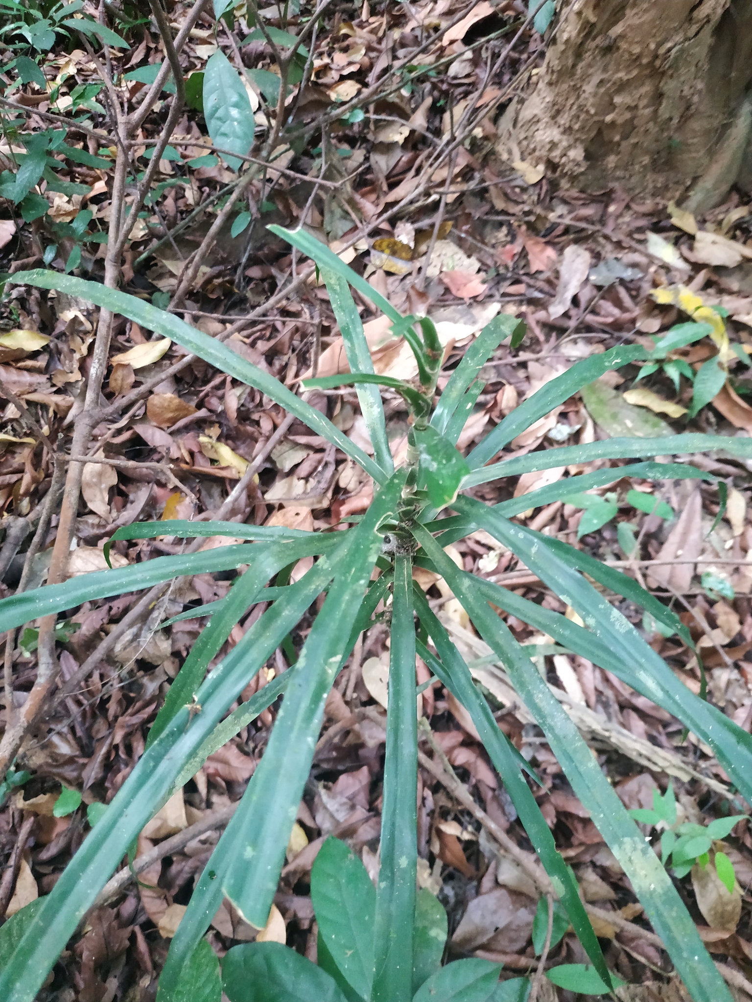 Dracaena angustifolia — ảnh 2