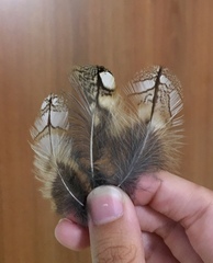 Otus scops