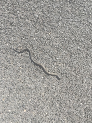 Tiger Snake sighting