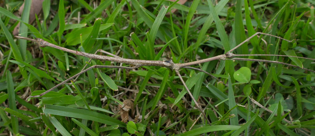 Cladomorphus