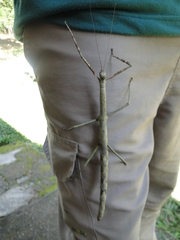 Cladomorphus phyllinus