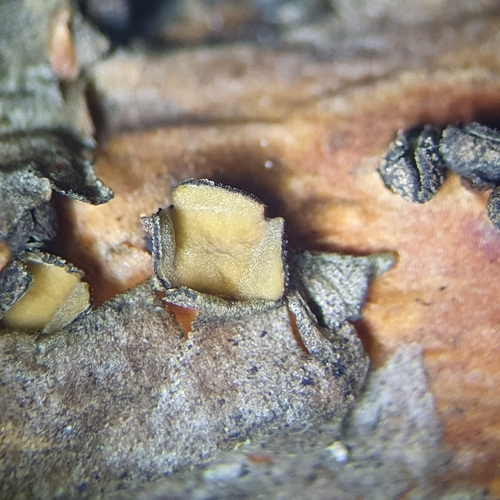 Cenangium ferruginosum observed 2025-03-12