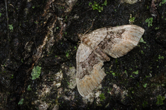 Xanthorhoe quadrifasiata