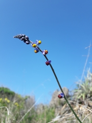 Monnina philippiana