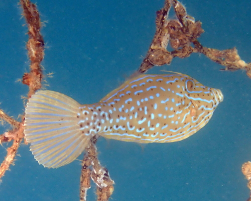 Scrawled Filefish, photo 7 of 10