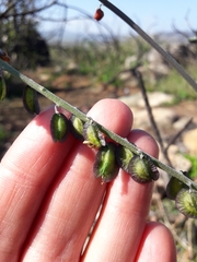 Monnina philippiana
