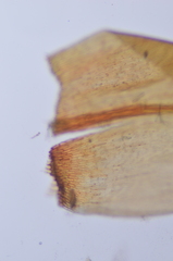 Scorpidium revolvens