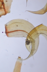 Scorpidium revolvens