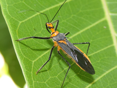 Repipta fuscipes