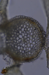 Scorpidium revolvens