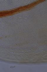 Scorpidium revolvens