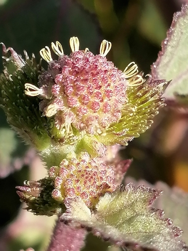Xanthium strumarium
