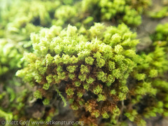 Ulota obtusiuscula