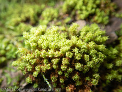 Ulota obtusiuscula