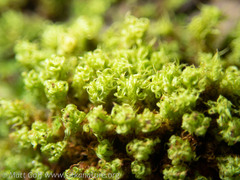 Ulota obtusiuscula