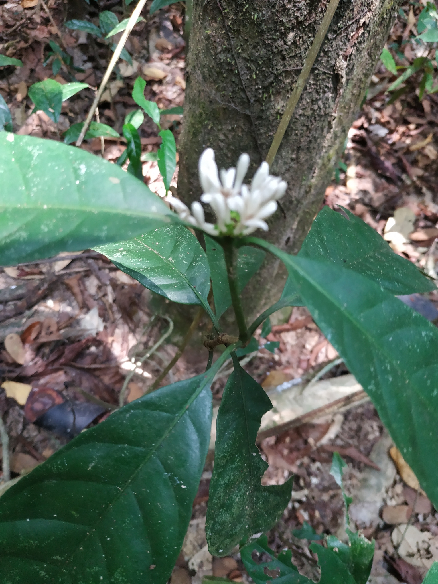Chassalia curviflora (Chassalia curviflora)