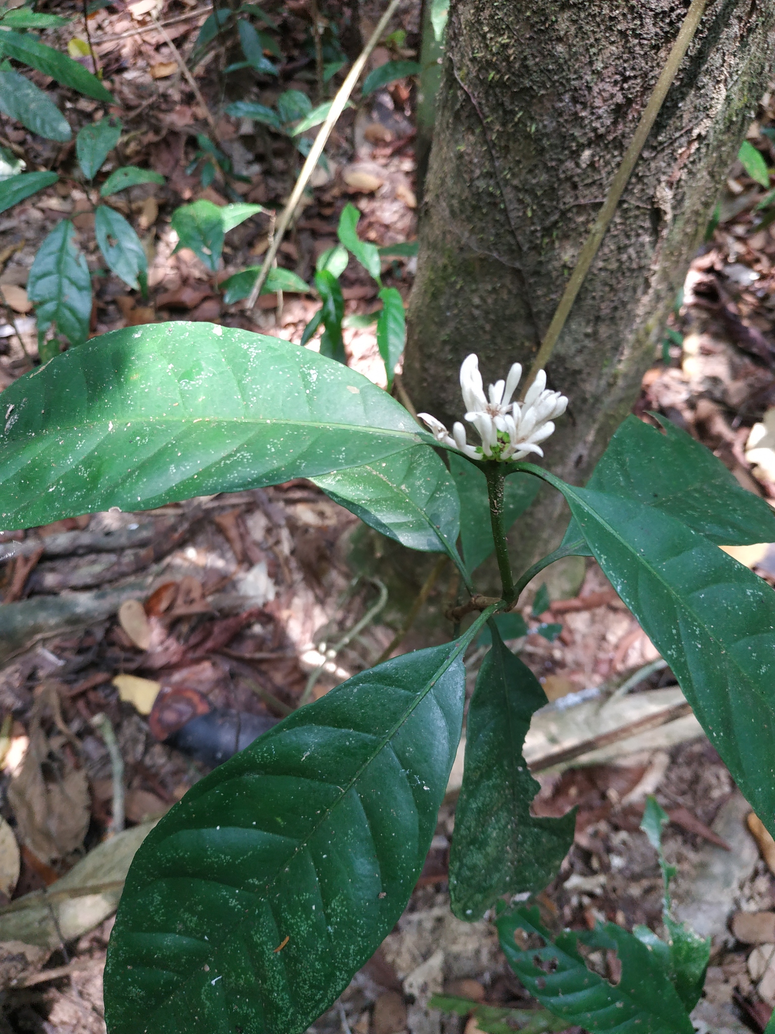 Chassalia curviflora — ảnh 2