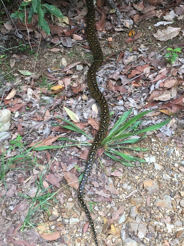 Diamond Python sighting