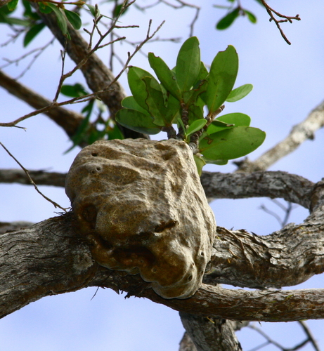 Hydnophytum