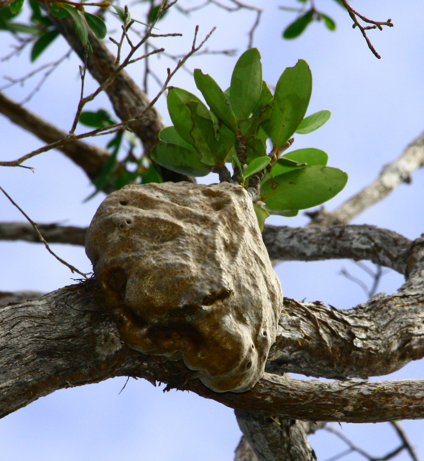 Hydnophytum