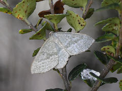 Poecilasthena euphylla