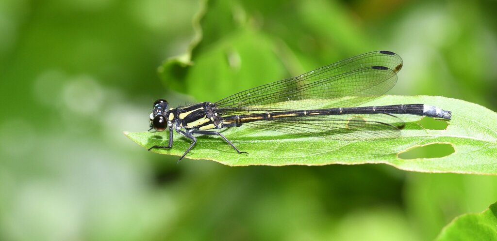 Anisopleura bipugio