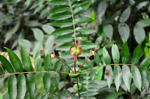 Pterophylla fraxinea observed 2018-08-11