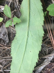 Solidago arguta boottii