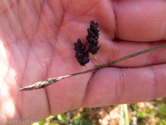 Carex pluriflora