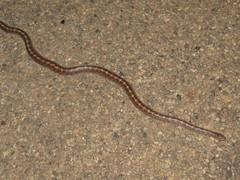 Arizona elegans philipi