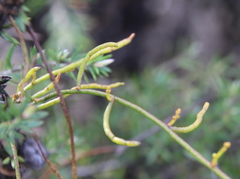 Cassytha paniculata