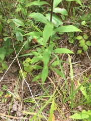 Solidago arguta boottii