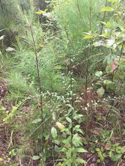 Solidago arguta boottii