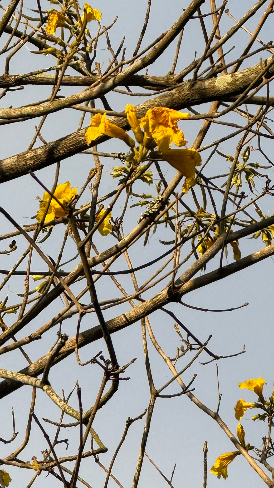 Imagem de Ipê-amarelo
